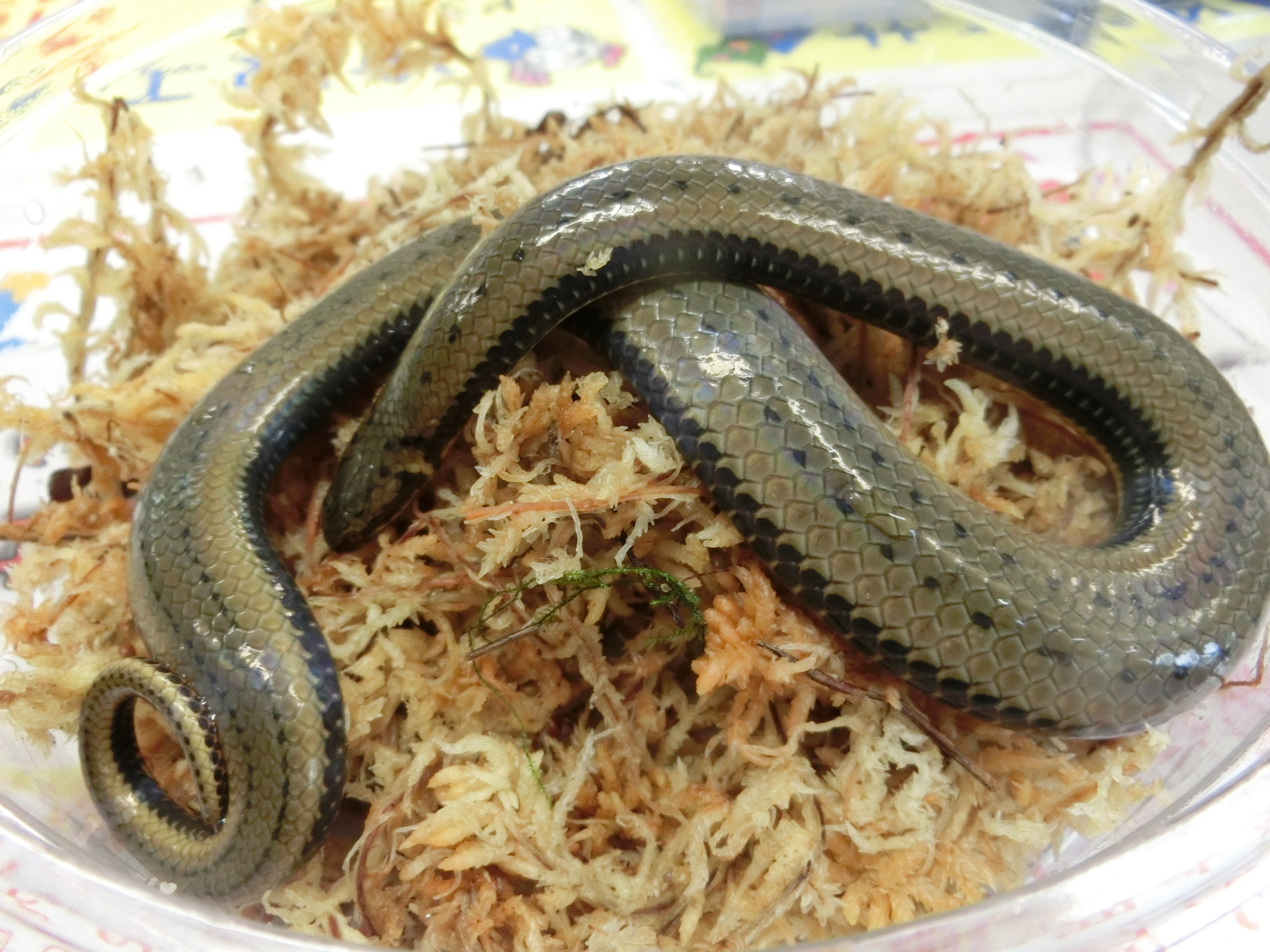 珍なヘビてんこ盛り＠みなとペポニ | 名古屋のペットショップRemix 