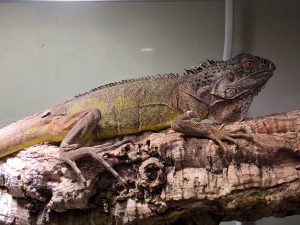 イグアナ・イグアナ＠インター爬虫類 | 名古屋のペットショップRemix 