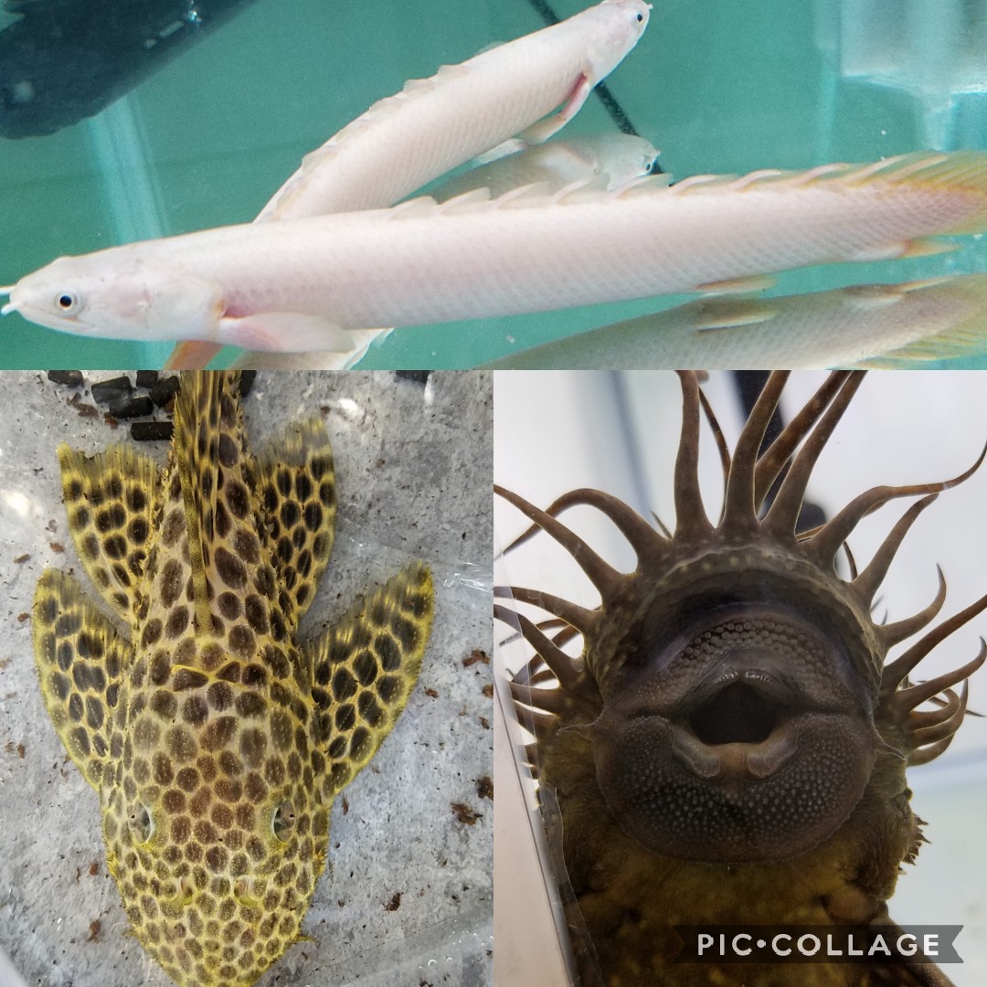プラチナゼネガルス＋メガロハイフィン＋ヒゲ　春日井熱帯魚