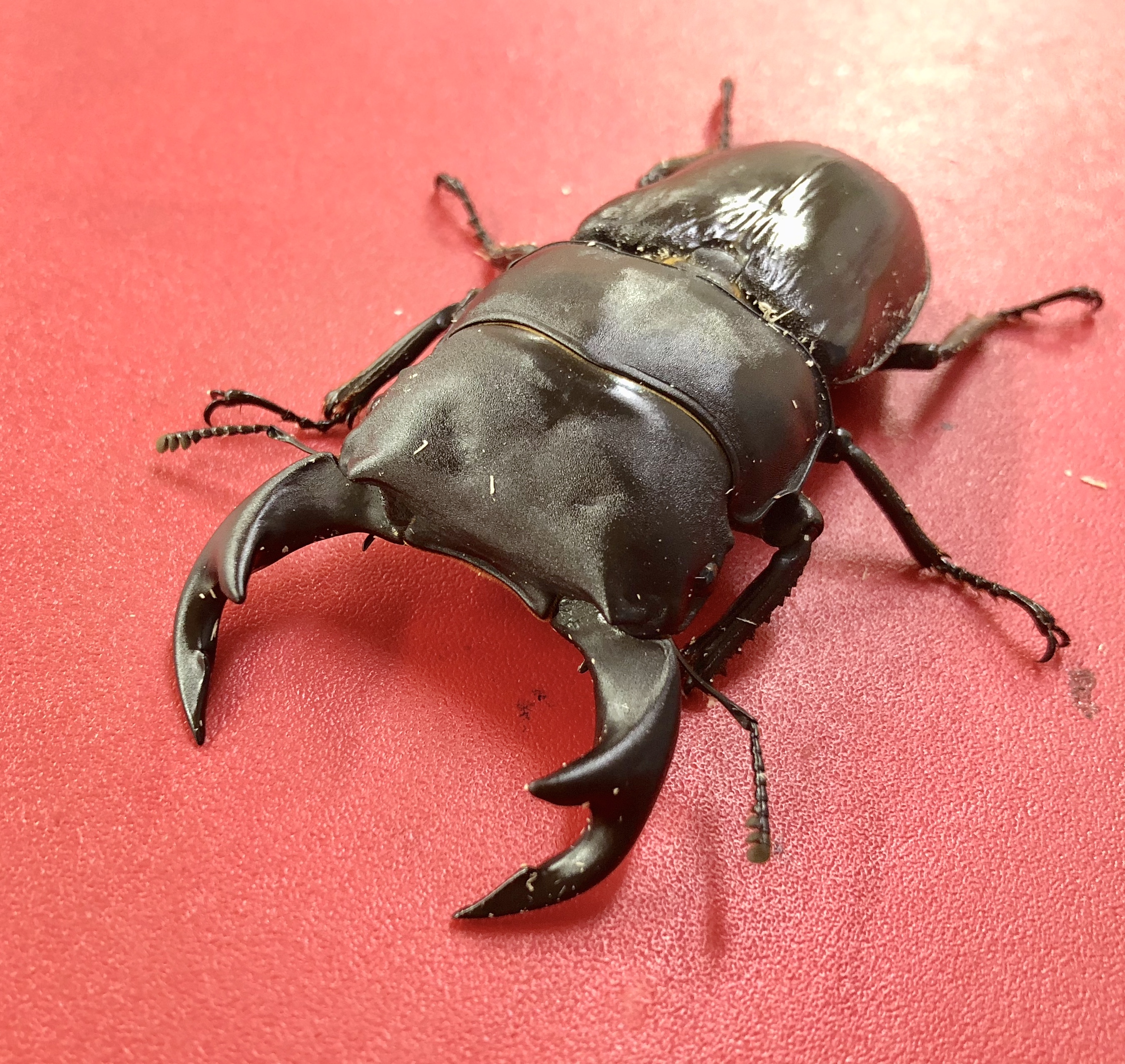 【インター小動物】今年最初の昆虫目玉情報！いいクワ来てます！！