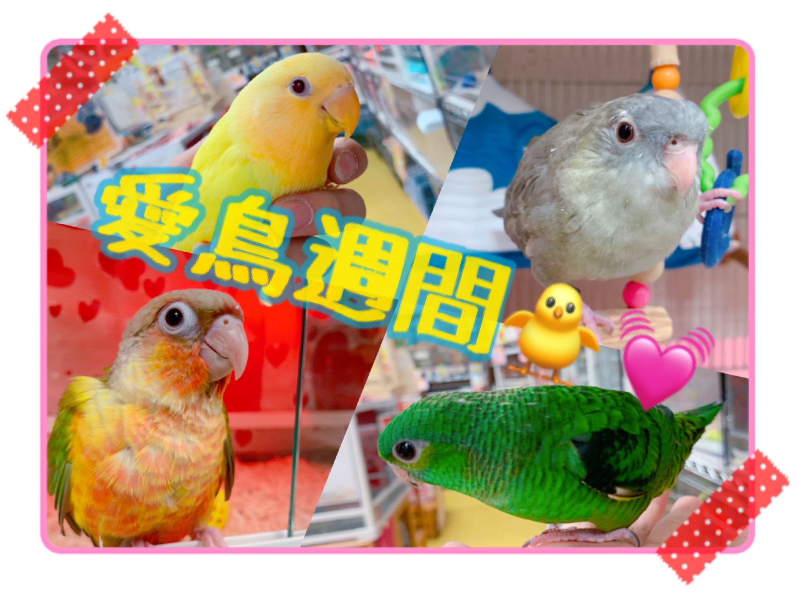 【インター小動物】愛鳥週間って知ってますか！？(*´ω｀)