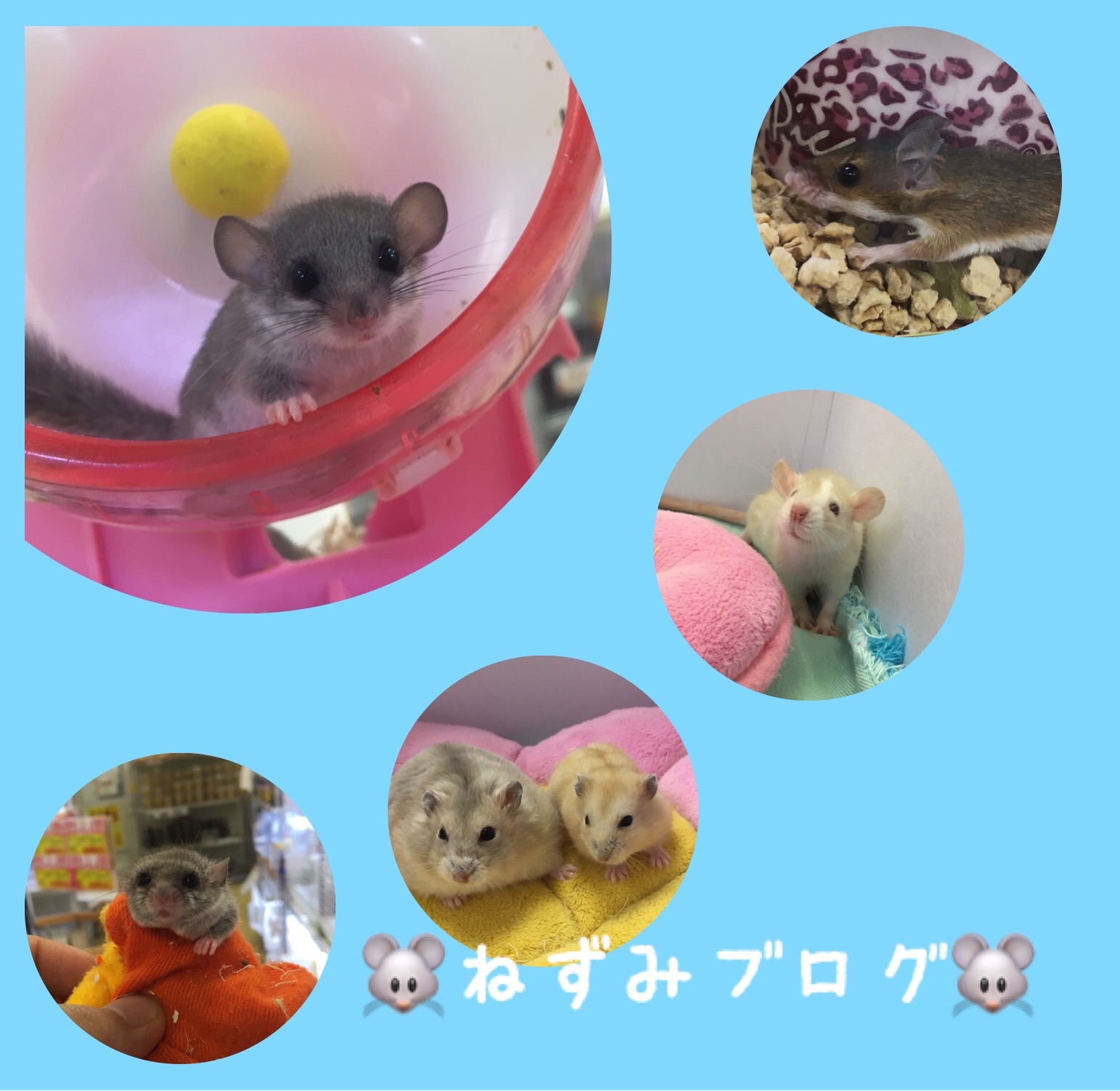 インター小動物 ネズミブログ 名古屋のペットショップremix リミックス ペポニ