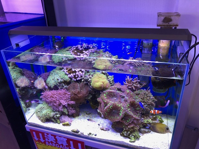 海水魚用LEDライト グラッシーウイング2 60センチ水槽用 idhayam.com