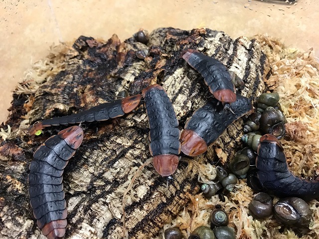 ゾクゾクする虫たち インター爬虫類 名古屋のペットショップremix リミックス ペポニ
