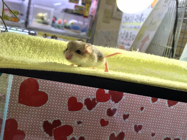 インター小動物 】天使！！マカロニマウス降臨✨😇✨ | 名古屋のペット 