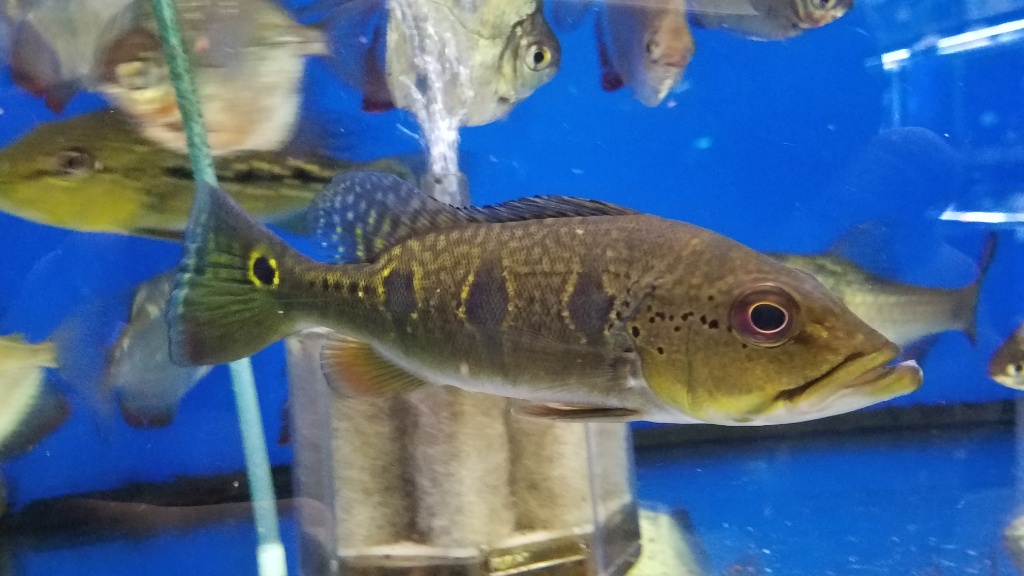 キクラ オセラリス 熱帯魚 - その他
