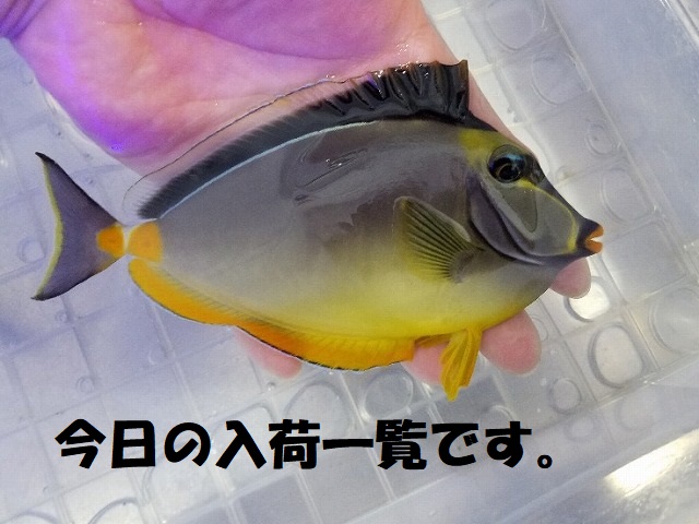 春日井店　海水魚ブログ　200201