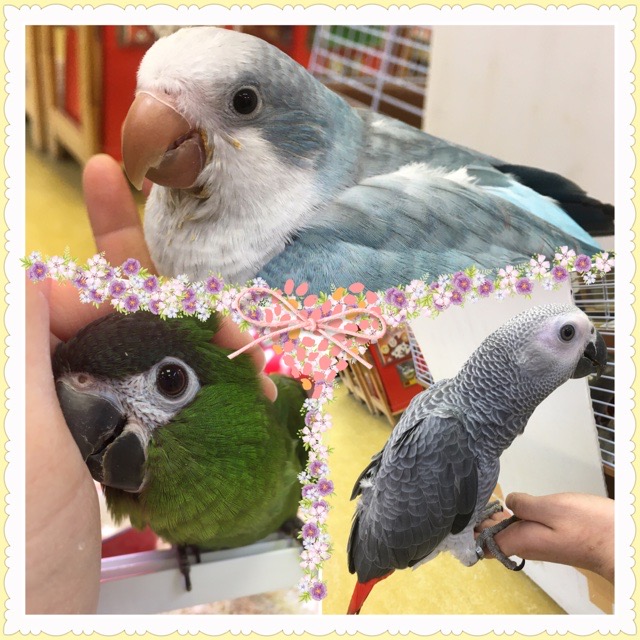 【インター小動物】選り鳥見鳥なインター店のオススメ鳥類ご紹介！