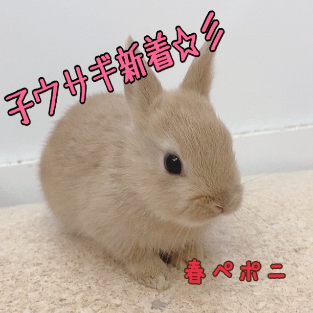 春ペポニ】人気の二大ウサギ！ | 名古屋のペットショップRemix 