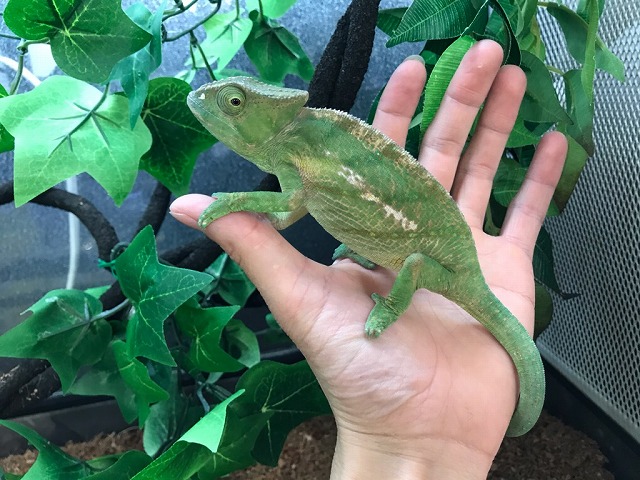 ヒ*ロ様 ☘️ スペシャルイベント☘️ラスト2☘️371 ❤️超希少【カメレオン どっさり入荷！！＠インター爬虫類 | 名古屋のペットショップRemix