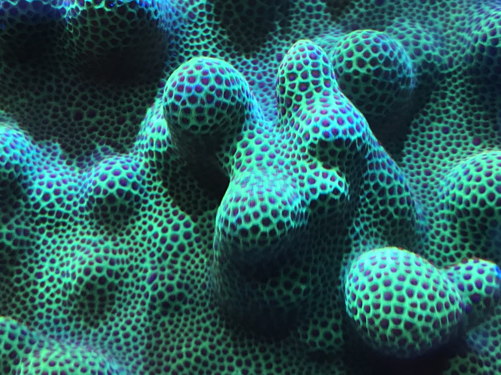 海水だより～極彩色の珊瑚～