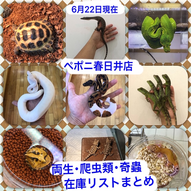 【春ペポニ】両生・爬虫類・奇蟲在庫リストまとめ6月22更新