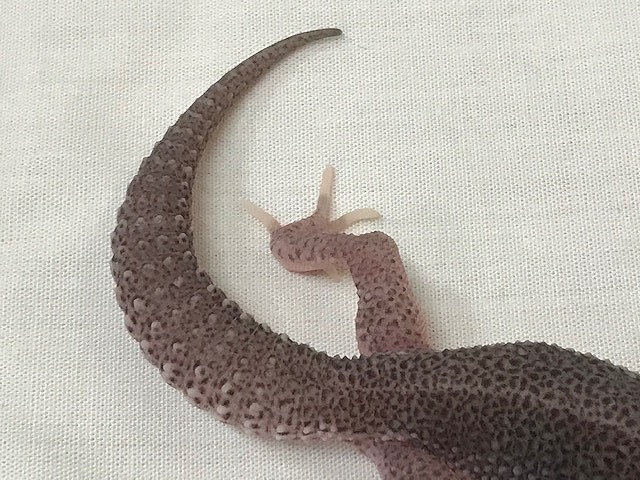 苦節6年のハイクオリティレオパ！＠インター爬虫類 | 名古屋のペット