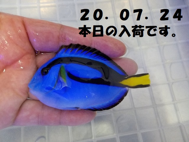 春日井店　海水ブログ　200724
