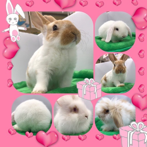 【インター小動物】可愛いウサギが止まらなーーい！！！！