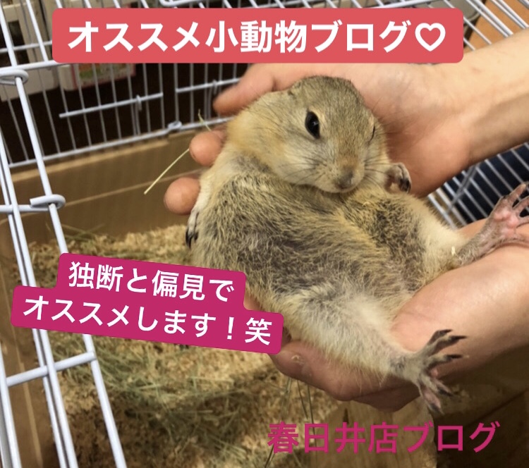 【 春ペポニ 】小動物オススメブログ！