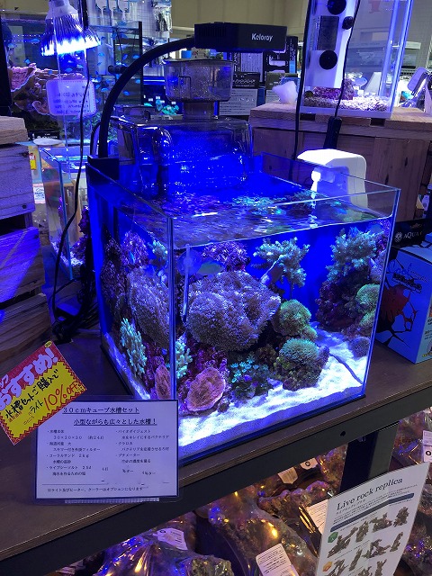 初めての海水魚飼育セット 名古屋のペットショップremix リミックス ペポニ