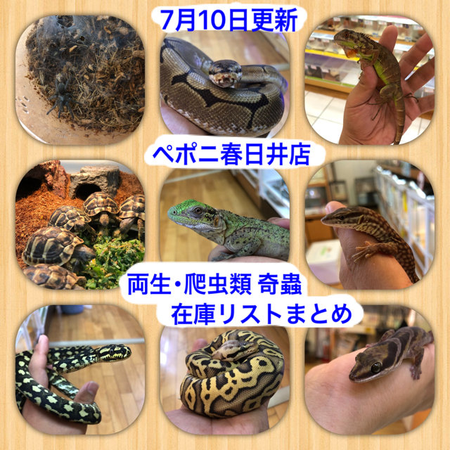【春ペポニ】両生・爬虫類・奇蟲在庫リストまとめ(7/10更新)