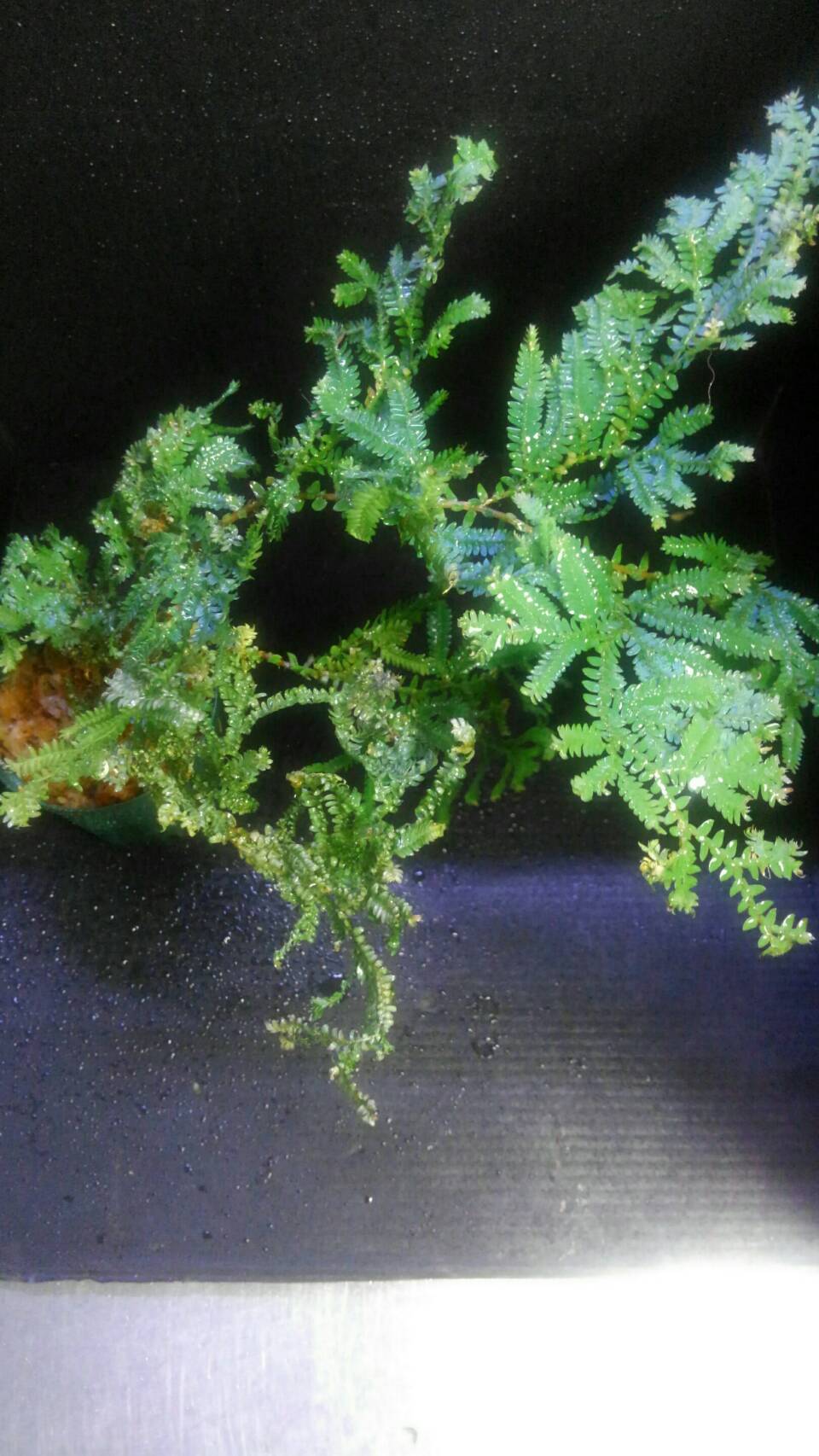 今週の草の新入荷‼