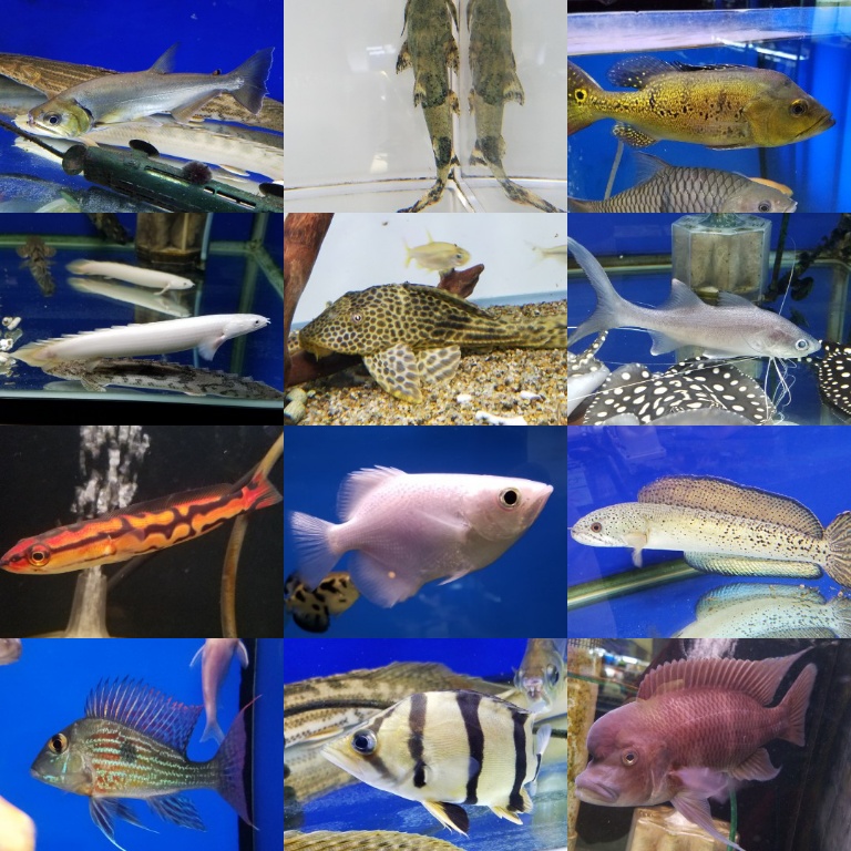 レア種　オススメ魚ピック　春日井熱帯魚
