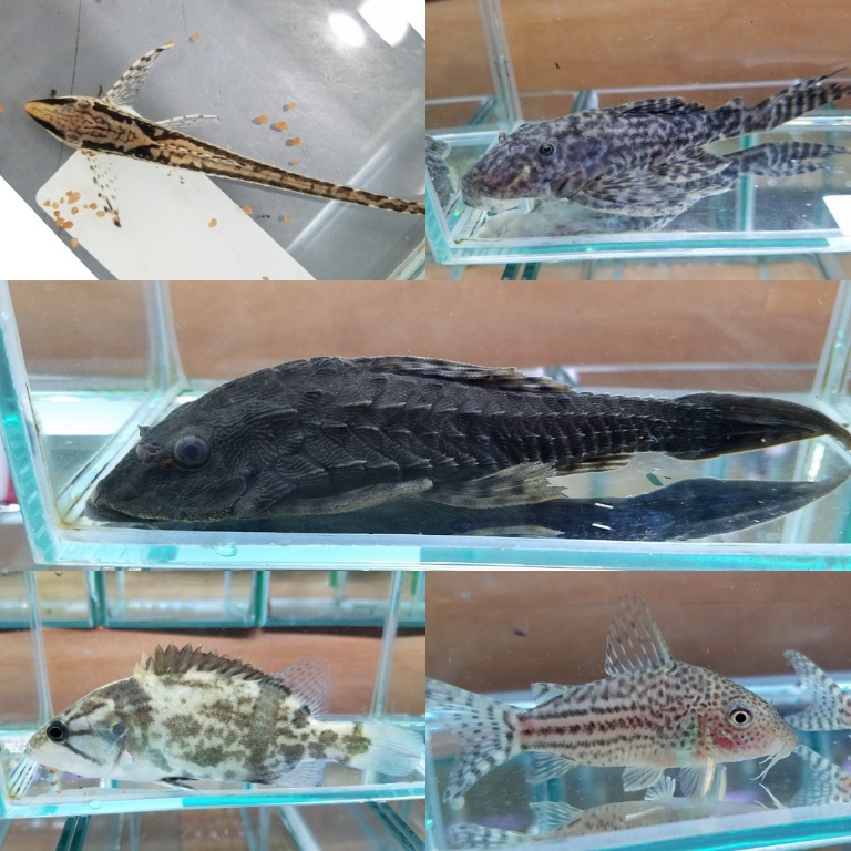 春日井新入荷　アーマードプレコ久々