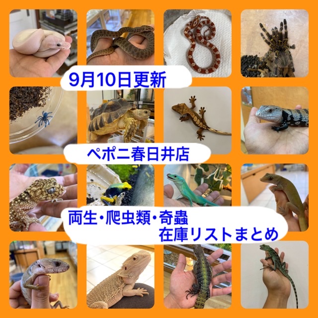 【春ペポニ】両生・爬虫類・奇蟲在庫リストまとめ(9/10更新)