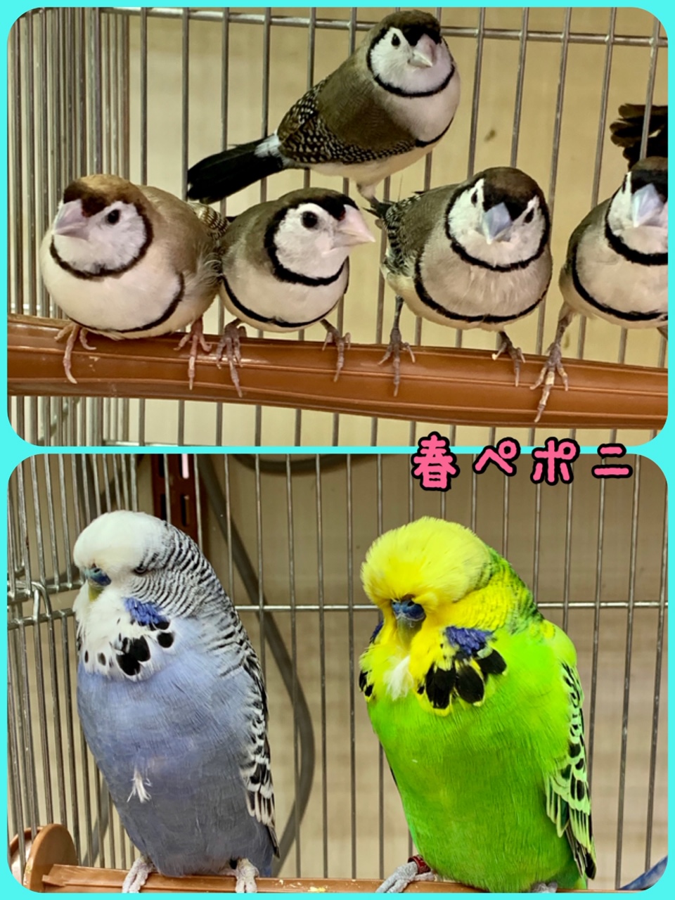 【春ペポニ】雛から親まで小鳥大集合～！！
