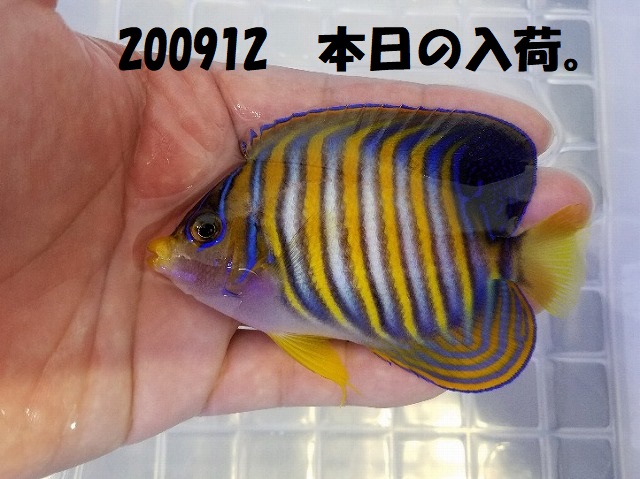 春日井店　海水ブログ　200912