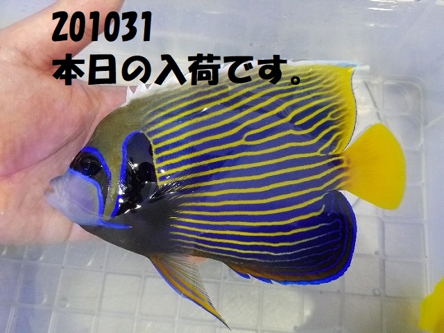 春日井店　海水ブログ　201031