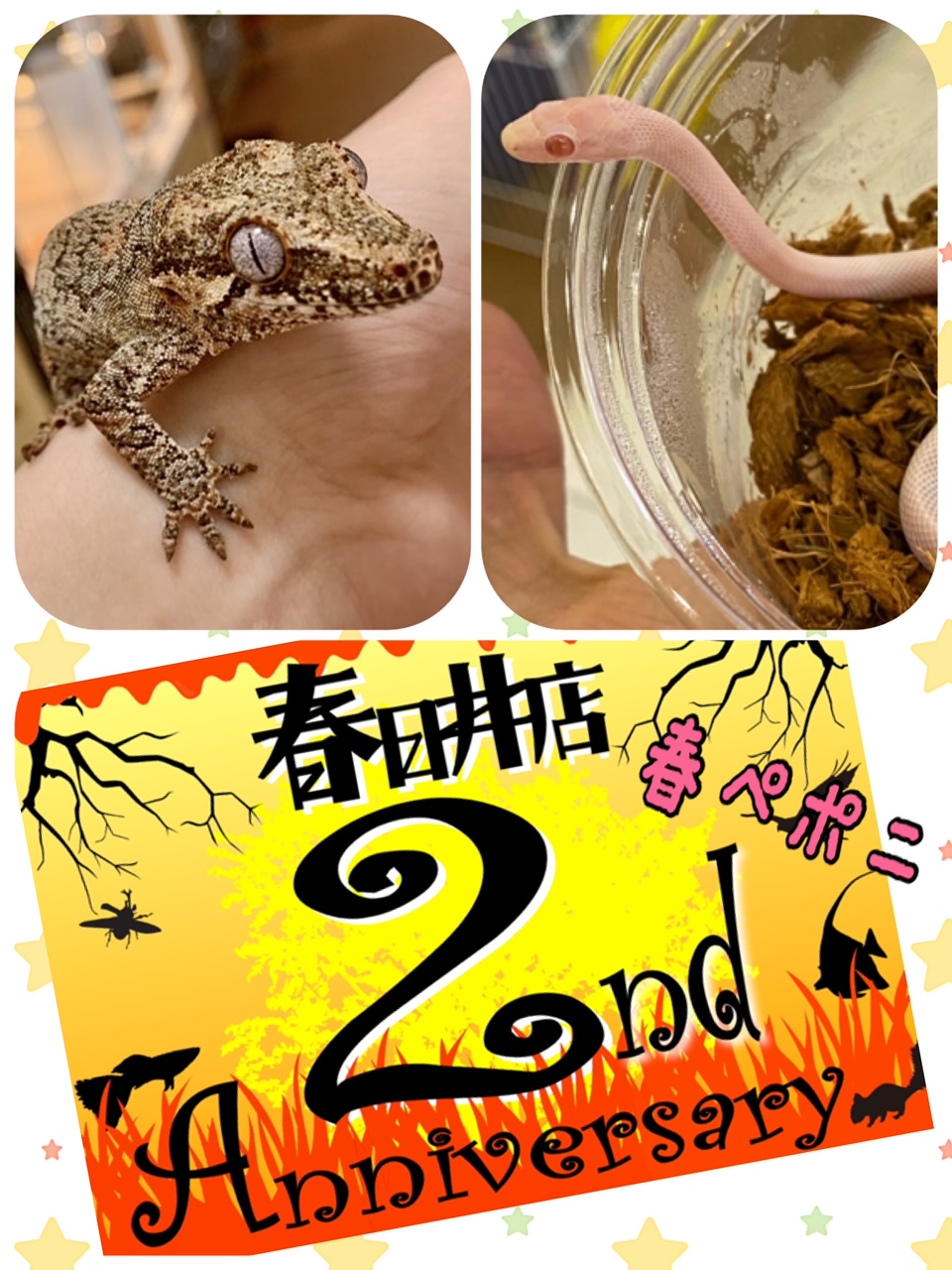 【春ペポニ】周年祭特価リスト＠爬虫類・両生類