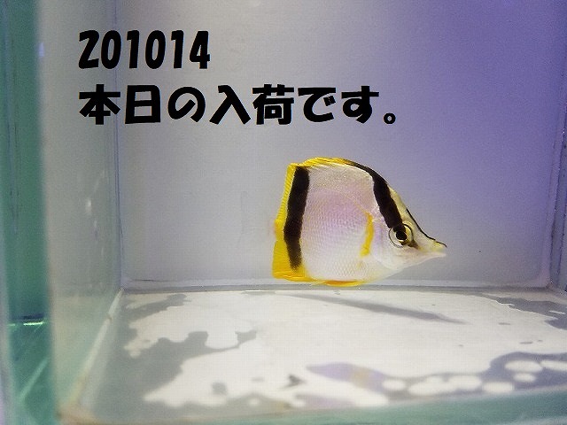 春日井店　海水ブログ　201014