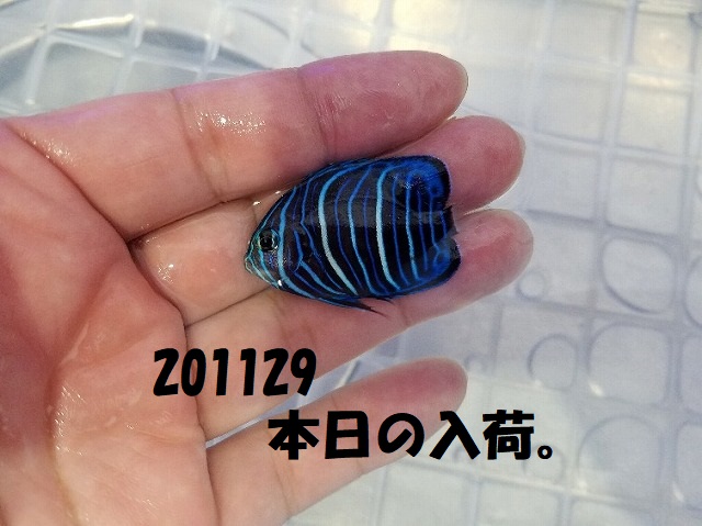 春日井店　海水ブログ　201129
