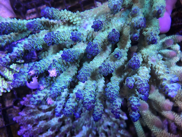 Coral Down Under