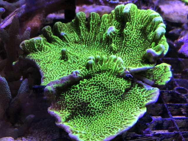 サンゴ盛り盛り