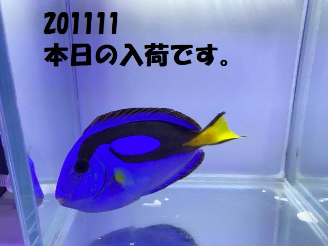 春日井店　海水ブログ　201111