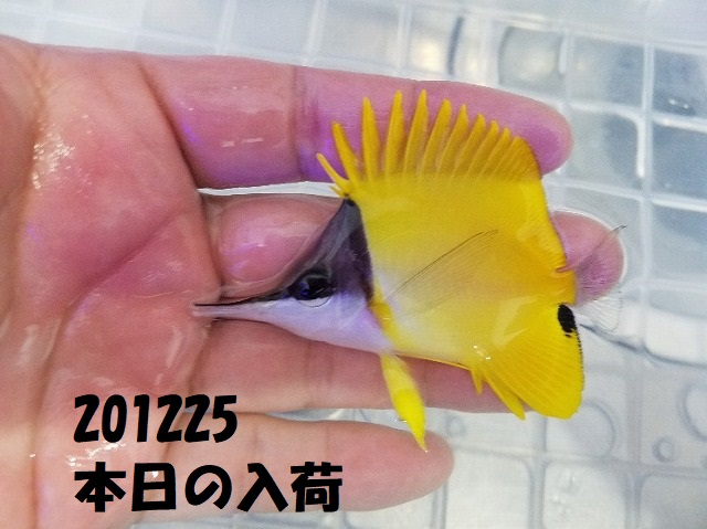 春日井店　海水ブログ　201225