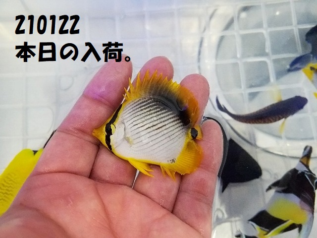 春日井店　海水ブログ　210122