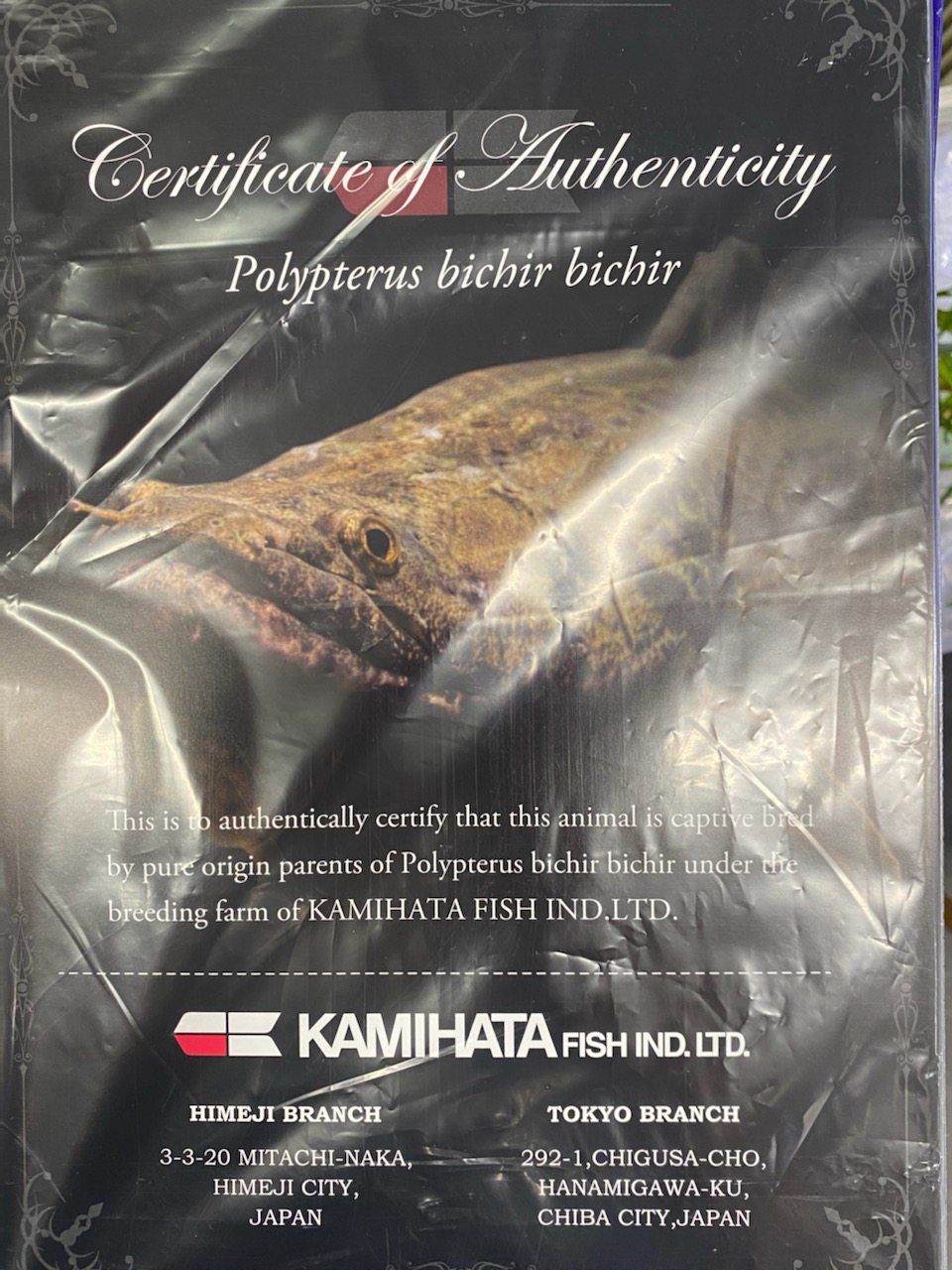 新春大セールビキールビキール