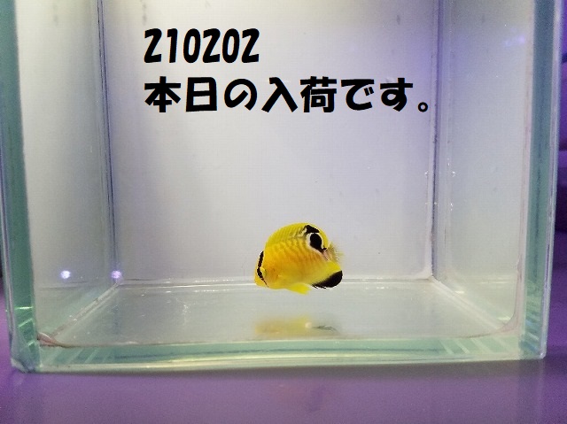 春日井店　海水ブログ　210202
