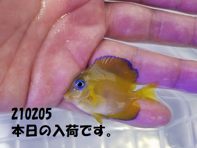 春日井店　海水ブログ　210105