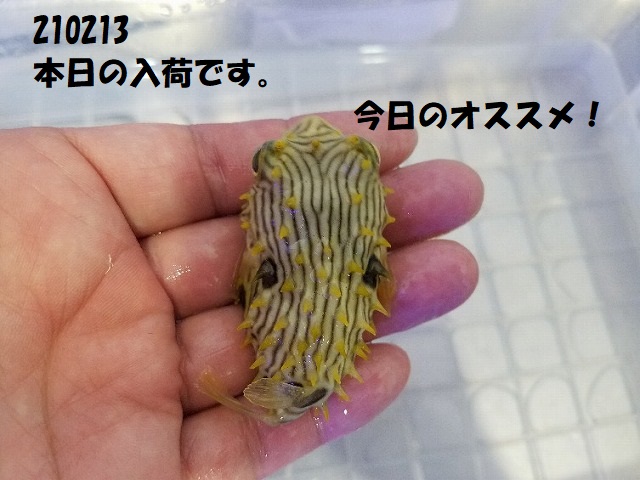 春日井店　海水ブログ　210213