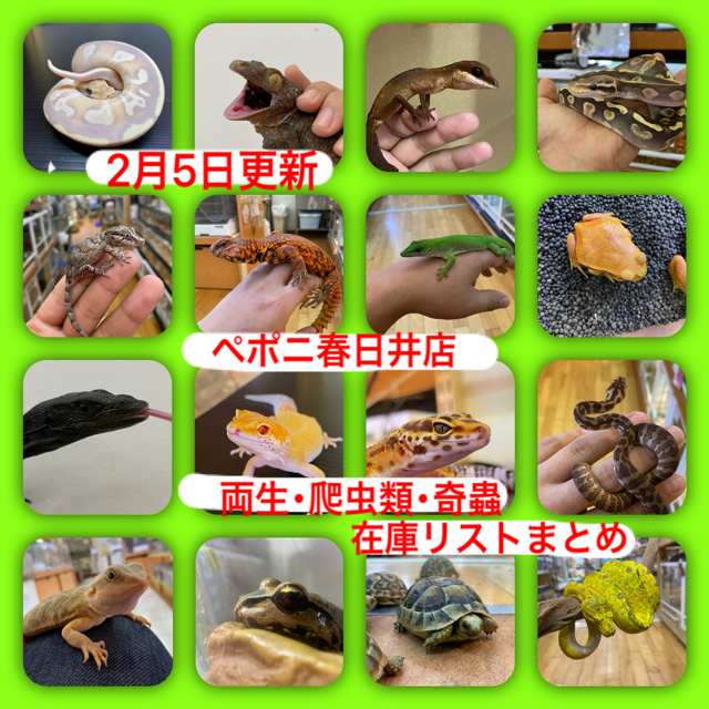 【春ペポニ】両生・爬虫類・奇蟲在庫リストまとめ(2/5更新)