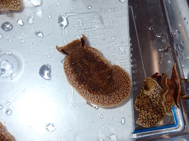 明日までサンゴ大特価♪