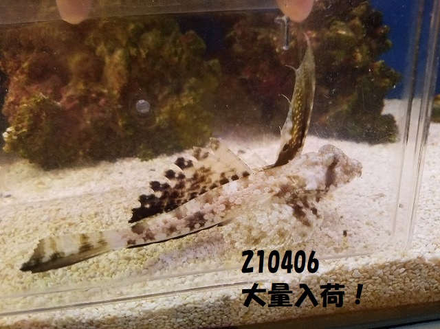 春日井店　海水ブログ　210406