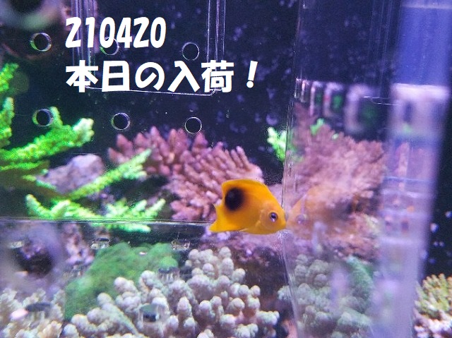 春日井店　海水ブログ　210420