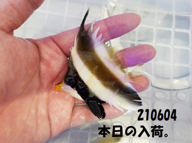 春日井店　海水ブログ　210604