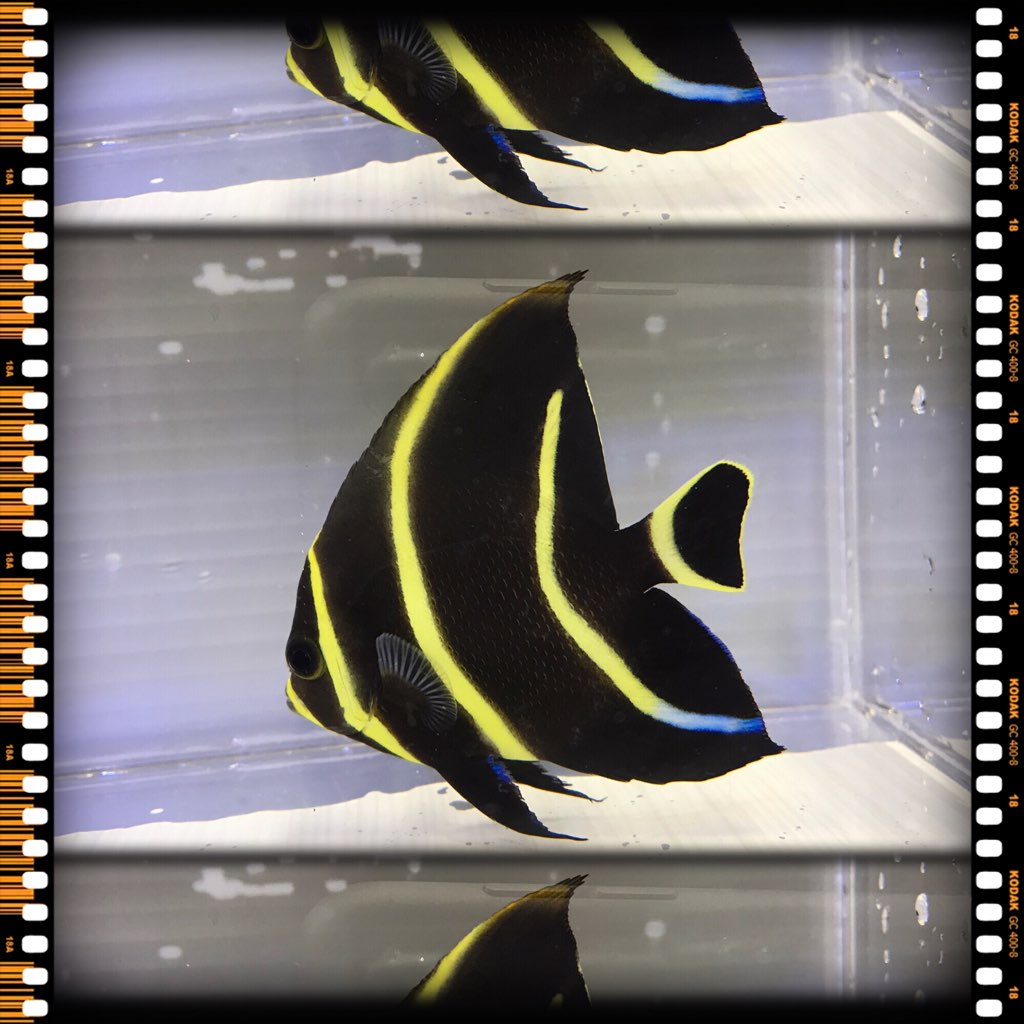 ヤッコヤッコヤッコ！