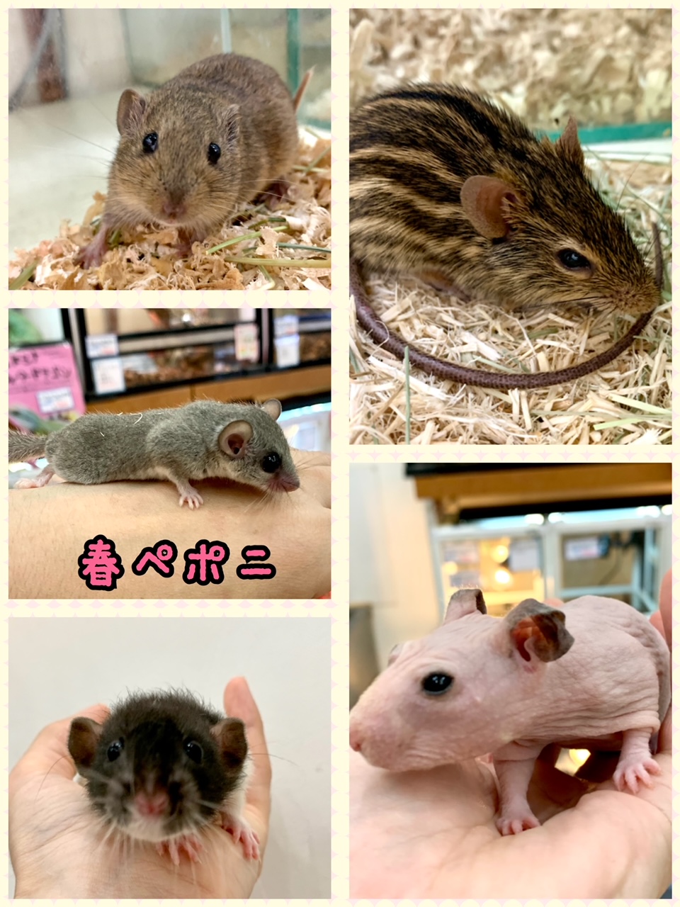 【春ペポニ】ネズミ達をご紹介！！