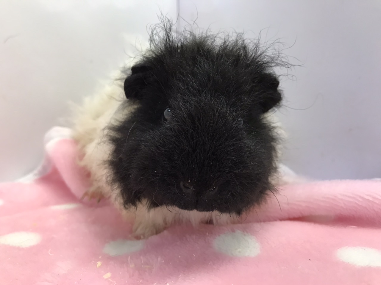 インター小動物 珍モルモットがいっぱいです O 名古屋のペットショップremix リミックス ペポニ