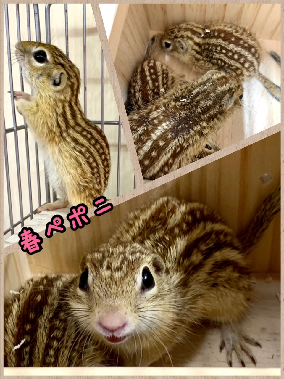 【春ペポニ】Thirteen lined ground squirrel!!!